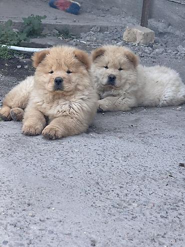 купить щенков чихуахуа: Щенки чау-чау 🐻🤍 В продаже очаровательные щенки породы чау-чау — 1