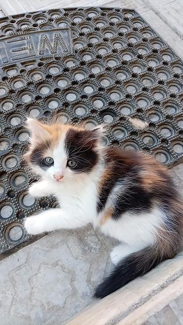 Кошки: Məhsul: Pişik balaları (trikolor və narıncı-ağ rənglər) Təsvir: - Bir — 4