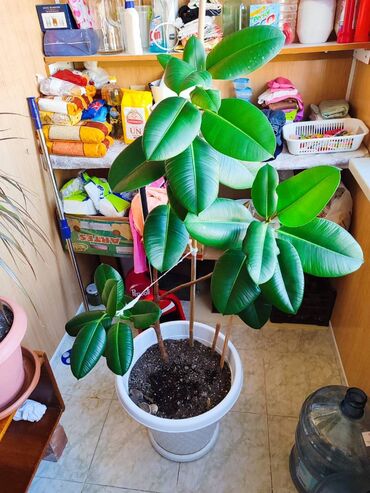 Otaq bitkiləri: Otaq bitkiləri dəsti – dibçəklərlə birlikdə. Zəhmət olmasa zəng edin — 8