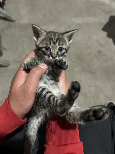 находки документов: Отдам даром котят (кушают самостоятельно,к лотку приучены) обращаться