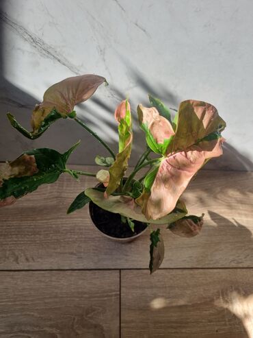 Филодендроны: Сциндапсусы,сансевиерии ва,алоказия,бегония макулата монстера — 11