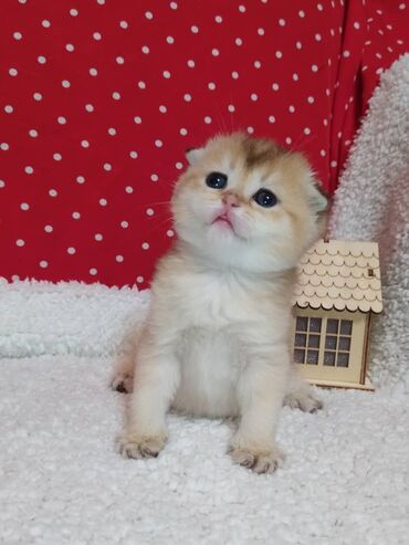 приют для котят бишкек: Предварительный резерв Шотландские котята Scottish fold и Scottish