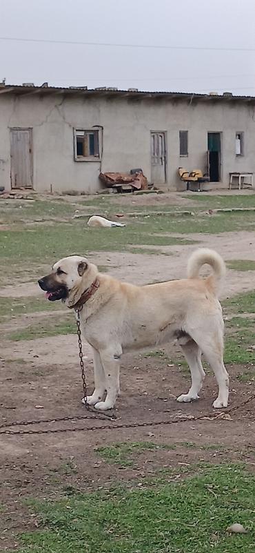 İtlər: Kanqal, 2 il, Erkek — 5