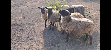 Qoyunlar, qoçlar: Salam Satır Ramanov qoyunları Boğaz. damazlığ 4 tişi 3 erkəydi -da lalafo.az — 3 Qoyunlar, qoçlar: Salam Satır Ramanov qoyunları Boğaz. damazlığ 4 tişi 3 erkəydi — 3