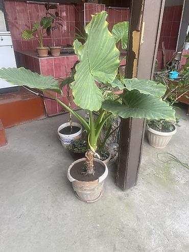 green leaf: Продам цветы цена договорная — 5