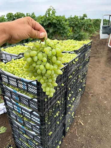 Tinglər: Meyvə və dekorativ ağac tingləri Təsvir: - Tərtər rayonu ərazisində — 7