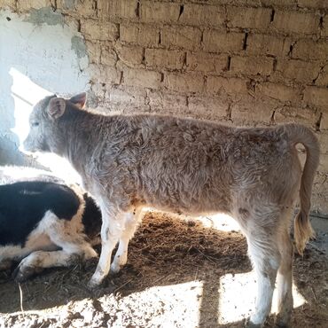 Коровы, быки: Продаю | Корова (самка) | Для молока | Привязанные — 7