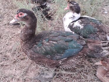 Quş: Salam lal ördəklər satılır .Fərələr 25 xoruzlar 35 azn .Fərələr — 17