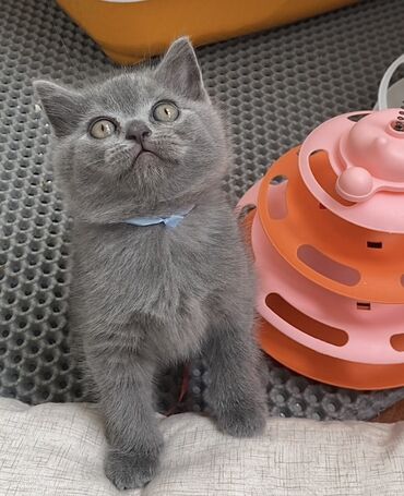 Pişiklər: Şotland, Dişi, Erkək, Ünvandan götürmə — 7