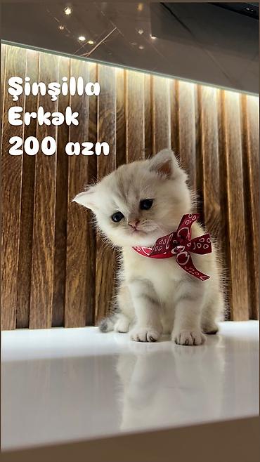 шиншилла кошка цена: Шиншилла, Самка — 6