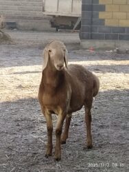 дом кролика: Продаю | Ягненок | Арашан | Для разведения | Ягнившаяся