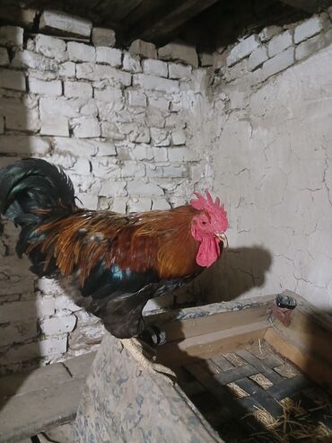 сельскохозяйственные животные продажа: Продаю | Петух
