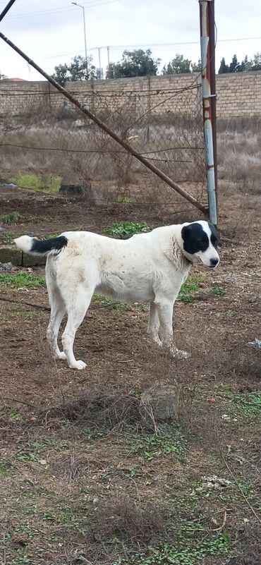 İtlər: Alabay, 1 il, Dişi, Peyvəndli, Ödənişli çatdırılma — 11