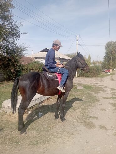 домик для кот: Возраст 6 лет