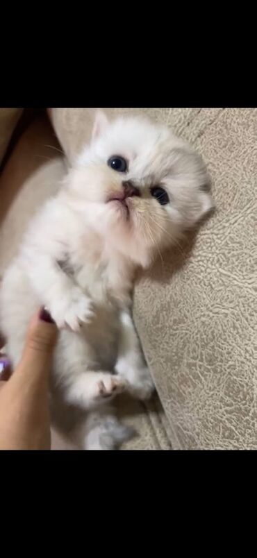 pulsuz pişik balaları 2022: Британская