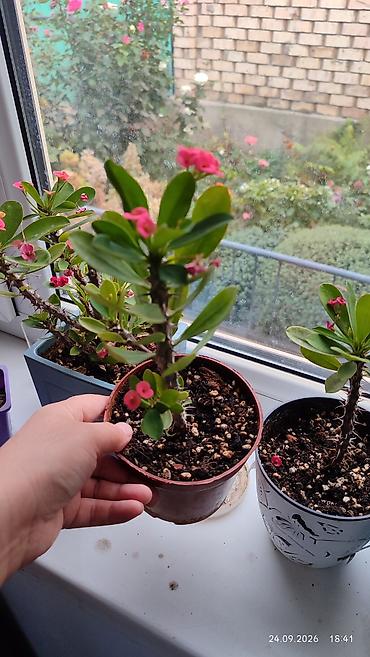 Молочайлар: Горшечные комнатные растения: 1) Молочай миля (Euphorbia milii — 2