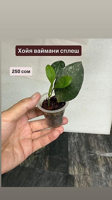 Хойи: Хойя Сильвер доллар от 200 сом Хойя доллар сплеш клон 2 -взрослое — 31