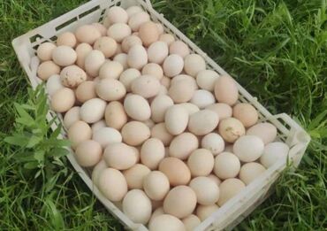 yumurta satışı: Salam Aleykum.esl kənd yumurtasi satılır.qiymeti 1 ededi 30 qepik