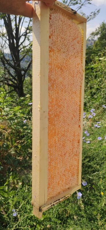 Bal: ELF BEE'S 1977 ECO-PRODUCT FOR HEALTH AND LONGEVITY Tovuzun -da lalafo.az — 7 Bal: ELF BEE'S 1977 ECO-PRODUCT FOR HEALTH AND LONGEVITY Tovuzun — 7