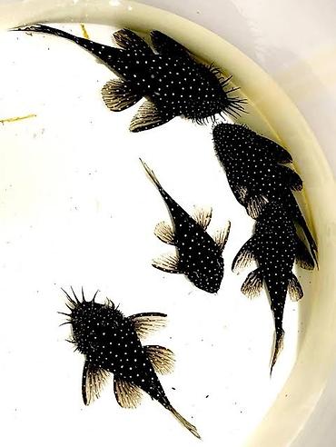 boyuk akvarium: Akvarium 6sm üçün cutu 170 tek 90azn l184 Star light “Snowball Pleco” — 1
