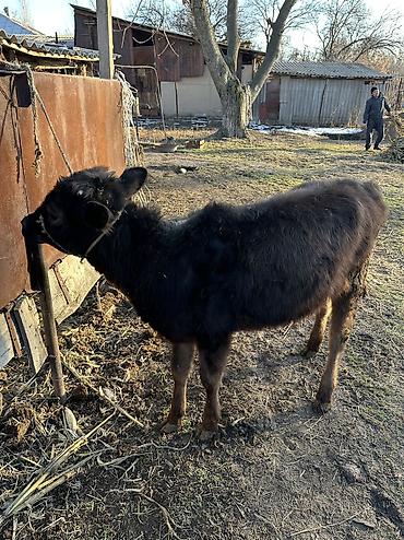 Коровы, быки: Продаю | Корова (самка), Тёлка | Полукровка, Алатауская | Для разведения — 4