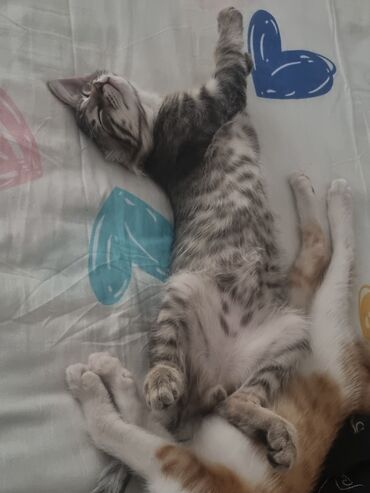 котята отдам в добрые руки: Мышык бекер берилет: Породасыз, 4 айлык, Эркек, Эмделген, Лотокко барууга үйрөтүлгөн, Курттардан тазаланган