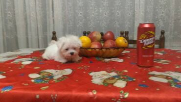 Psi: , Von House Petronijevic Ub, odgajivačnica FCI 5708. Maltezer mini — 11