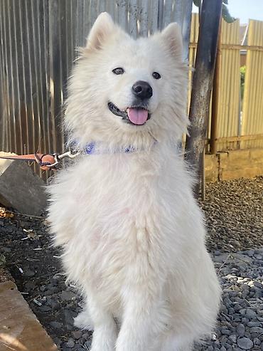 itlerin davasi: Samoyed, 4 il, Dişi — 2