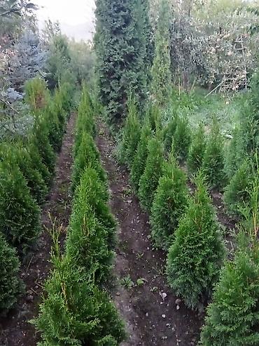 ысык куле: Европадан алынып келип, өзүбүздүн шартта өстүрүлгөн декоративдүү — 3