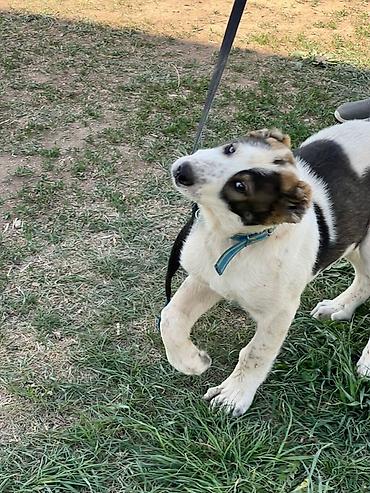 Продажа собак: Алабай, 3 месяца, Самец, С прививкой — 1
