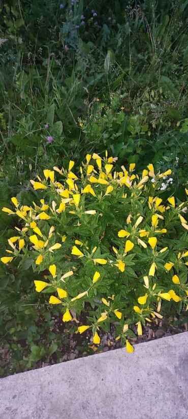 Продажа домов: Дача, 100 м², 4 комнаты, Собственник, Косметический ремонт at lalafo.kg — 14 Продажа домов: Дача, 100 м², 4 комнаты, Собственник, Косметический ремонт — 14