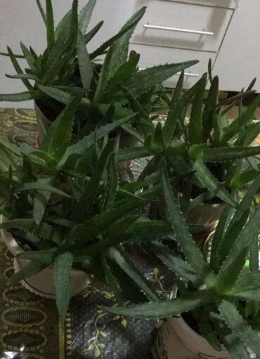 бамбук растение: Бесплатно Алоэ г.Нарын