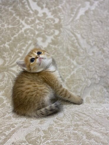 Pişiklər: Şotland yastı qulaq, Erkək, Dişi, Yaxşı əllərə, Ünvandan götürmə, Pulsuz çatdırılma, Ödənişli çatdırılma — 214