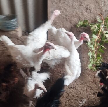 Грызуны: Ağ rəngli hind toyuqları (papaqlar) satılır. Şəkildə bir neçə baş quş