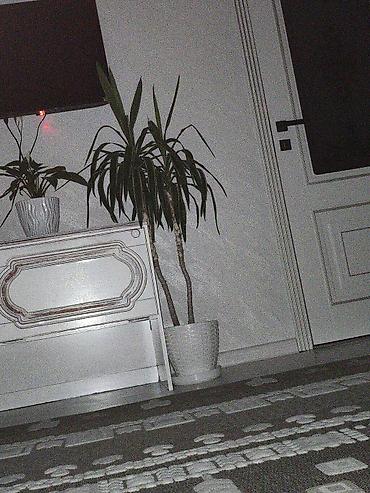 садовой: Комнатное растение Юкка в декоративном горшке - Высокое вечнозелёное — 1