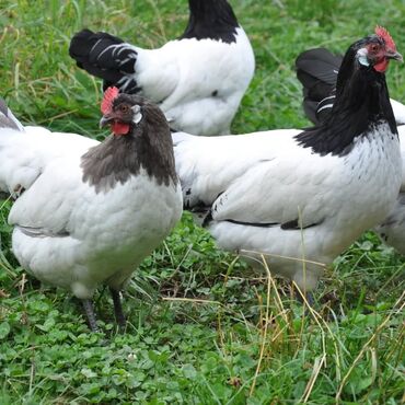 Toyuqlar: Məhsul: Qara-bəstəbaş (Avstralorp tipli) rəngdə kənd toyuqları və — 2