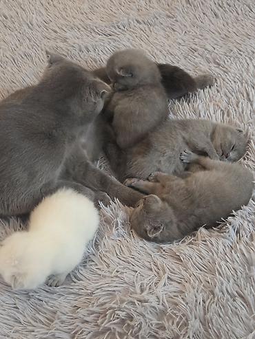 Pişiklər: Şotland — 12