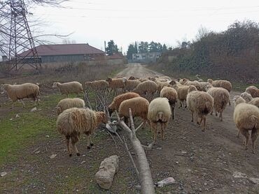 Quzu: Quzu, Dişi, ay: 1, Damazlıq, Ünvandan götürmə