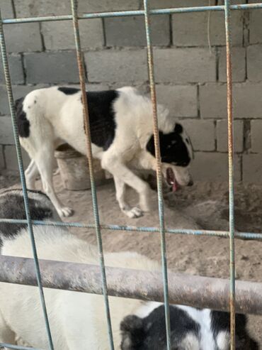 хмонг собака: Продаю девочки (САО) 2 года