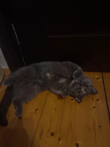 Кошки: Британская, Самка, В добрые руки, Платная доставка, Самовывоз — 4