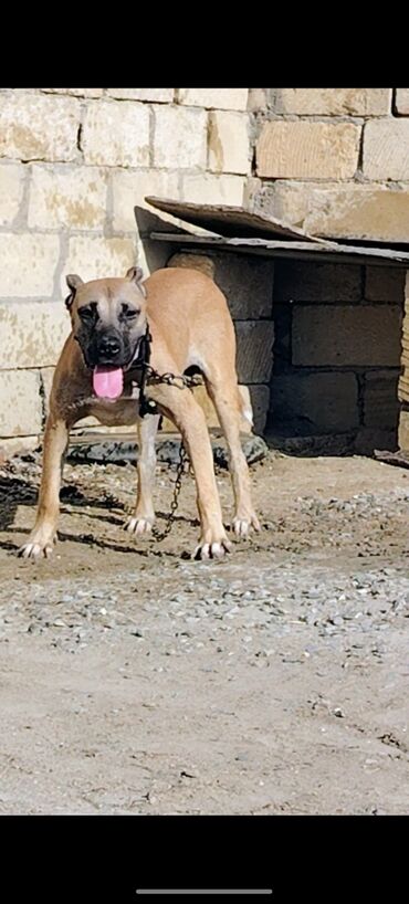 İtlər: Pitbul, 7 ay, Erkek, Ödənişli çatdırılma — 2