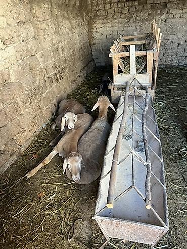 Баран, овца: Продаю | Овца (самка) | Для разведения — 13