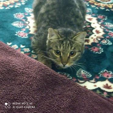 Мышыктар: Пропала кошка мальчик барсик. адрес: Новопавловка улица луговая — 2