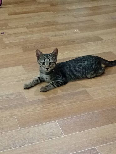 купить котят: Беспородная, 5 месяцев, Мальчик, Серый, Проглистована