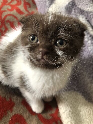 вислоухий котенок: Продается котенок породы шотландская вислоухая возраст1,5 месяца