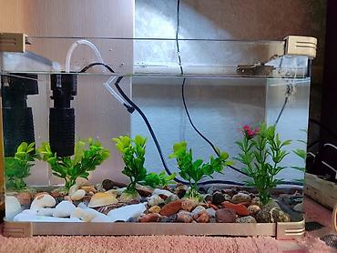 Рыбы: Продаются 2 аквариума с рыбками гуппи 🐠 В комплекте: ^ два ухоженных — 1