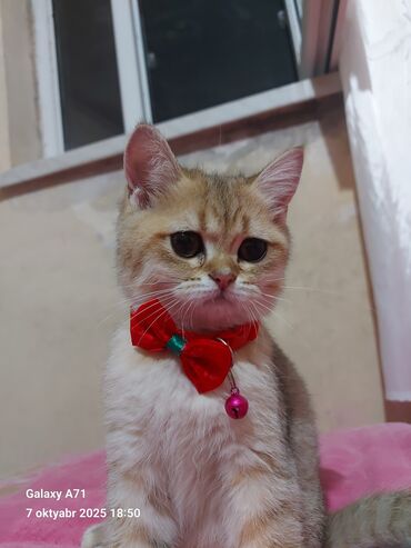 Pişiklər: Dişi, Ödənişli çatdırılma — 6