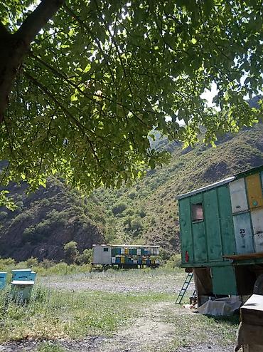 соты: Продам мёд настоящий натуральный горный . мёд в сотах забрус От — 3