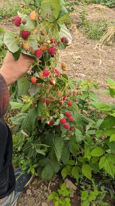 Фрукты и ягоды: Саженцы : Малина, Самовывоз, Платная доставка