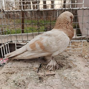 Другие с/х животные: Касмач +такла самец маладой играет не играет не знаю Подходит: - для — 5